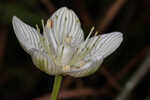 Carolina grass of Parnassus